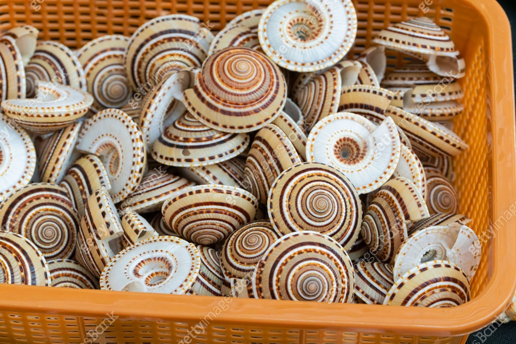 Shell collection: sea shells in various colors 이미지 (2190035850) - 게티이미지뱅크