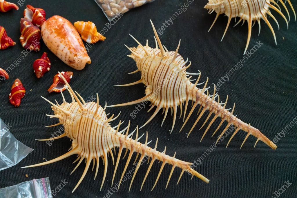 Shell collection: sea shells in various colors 이미지 (2190035859) - 게티이미지뱅크