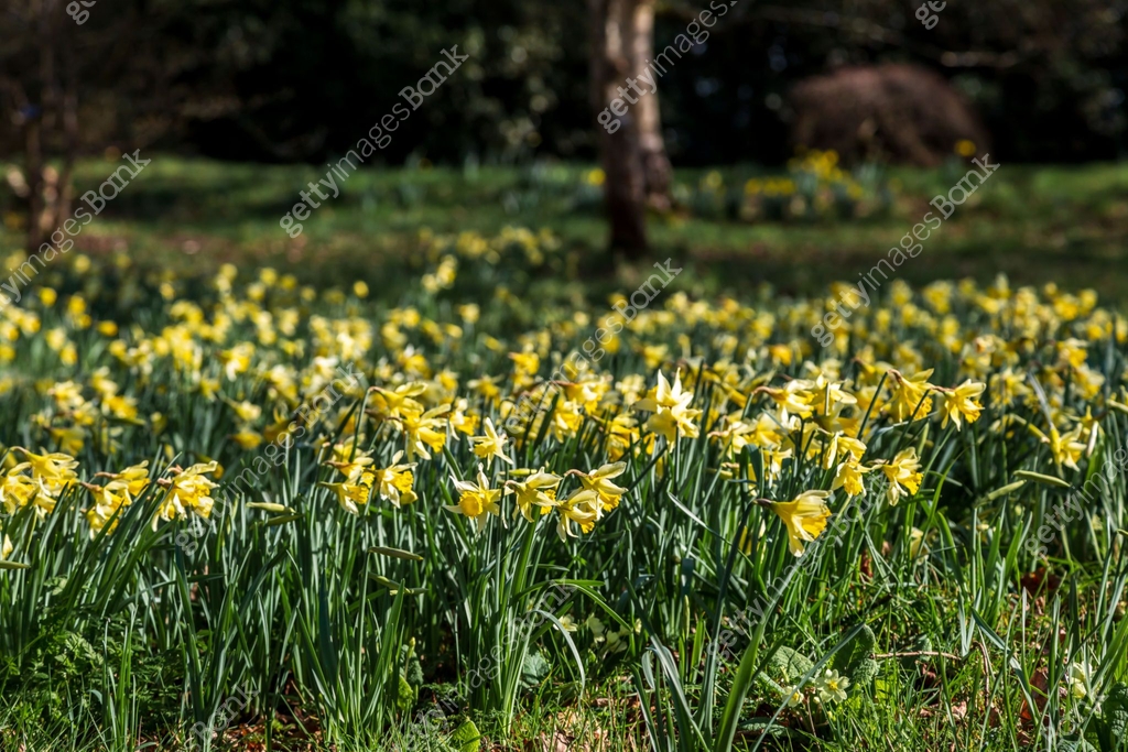 A field of daffodils blooming on a sunny March day 이미지 (2187745052 ...