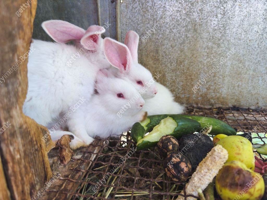 Farm Cow Rabbit Many white small feeding rabbits on animal farm in rabbit hutch, barn ...