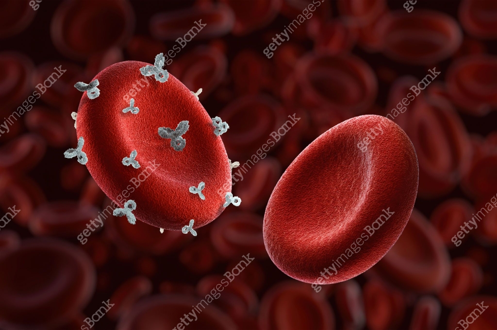 Transfusion Rhesus Rhesus Rh positive and negative factor red blood cells, key in blood ...