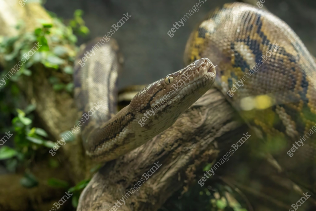 Reticulated python (Malayopython reticulatus) 이미지 (2186851894) - 게티이미지뱅크