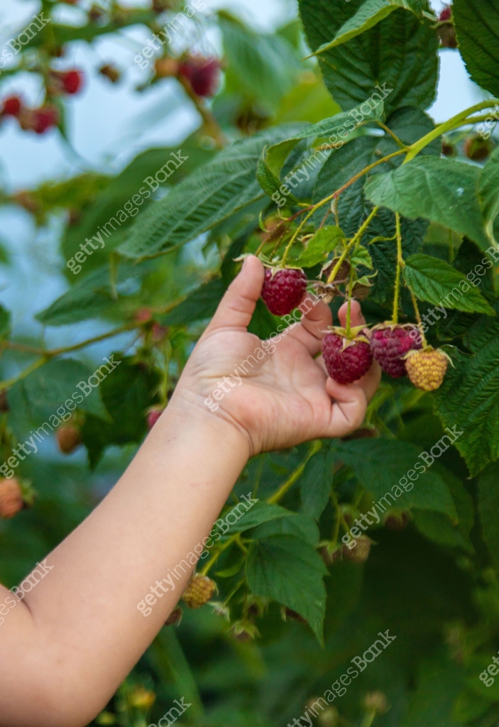A child picks raspberries in the garden. Selective focus. 이미지 ...