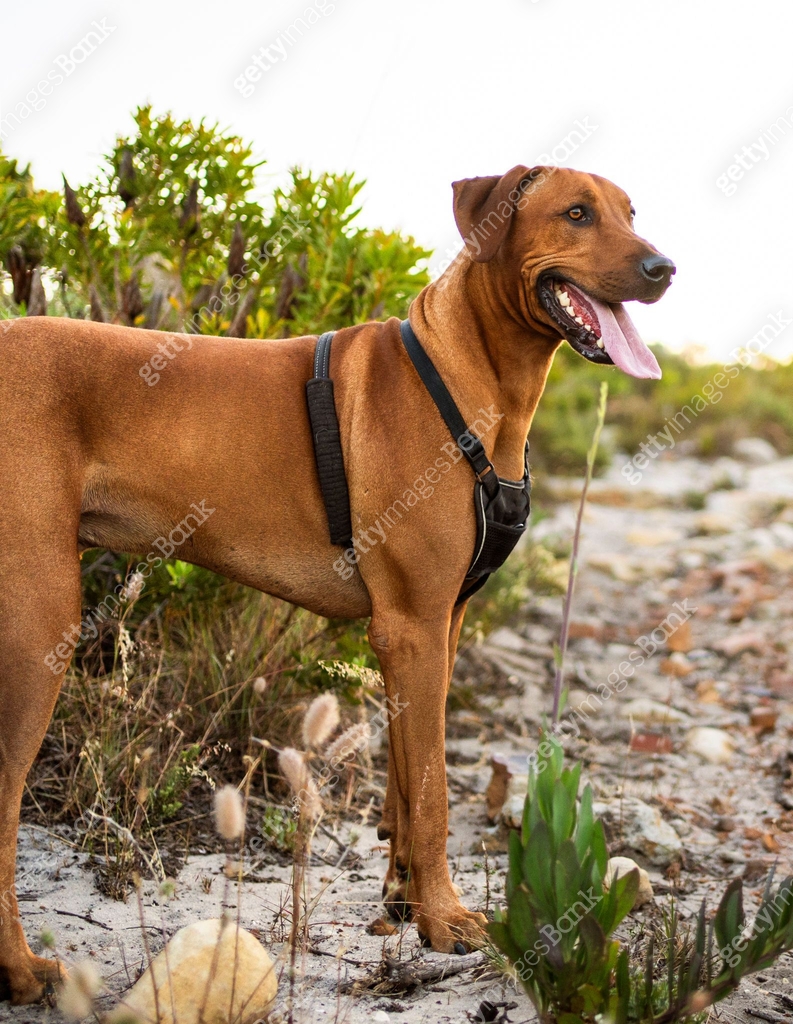 Rhodesian Ridgeback dog with collar standing on rock on mountain trail ...