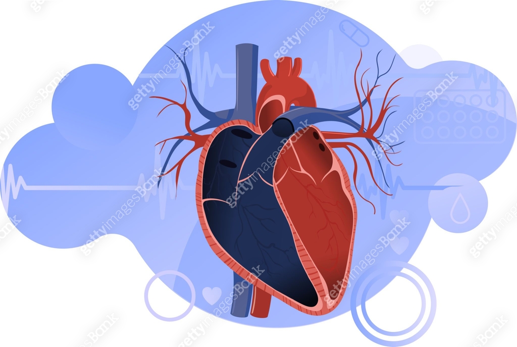Anatomy of the human heart. Human heart inside. Cardiac veins and ...