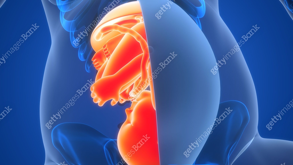 Womb Human Fetus Baby in Womb Anatomy 이미지 (2195020302) 일러스트, 무료 일러스트 - 게티이미지뱅크