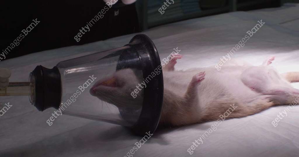 A veterinarian prepares a rat for surgery by administering anesthesia ...