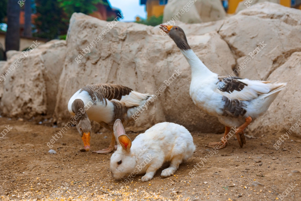 Countryside landscape with geese, rabbits, chickens, turkeys graze in ...