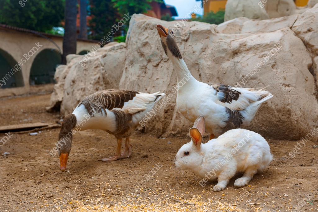 Countryside landscape with geese, rabbits, chickens, turkeys graze in ...