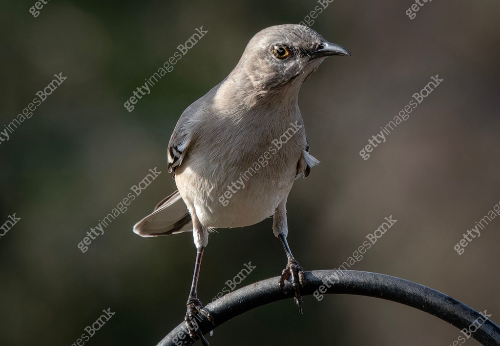 Higher Perch A Northern Mockingbird on a high perch 이미지 (2192038184) - 게티이미지뱅크