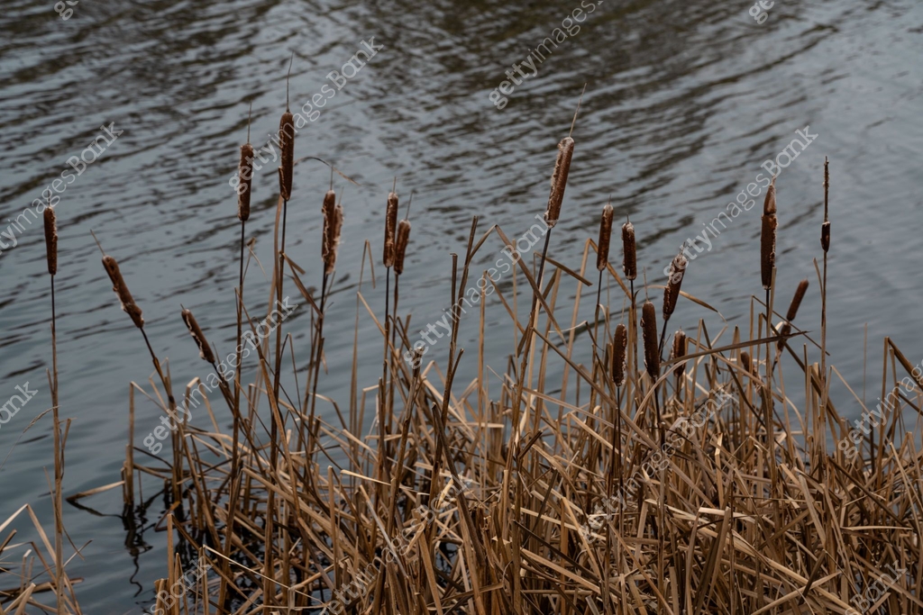 River Reeds Rope Dry, withered reeds in the river 이미지 (2194738854) - 게티이미지뱅크