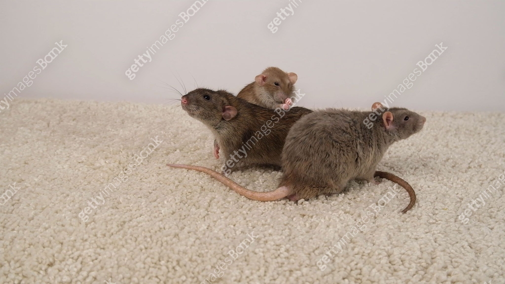 Rat On Rug Brown and gray rats on a white carpet. 이미지 (2190844012) - 게티이미지뱅크