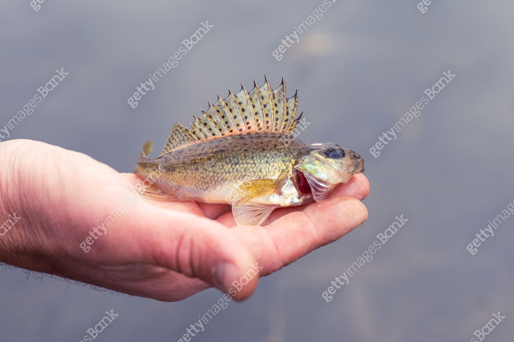 A ruff fish lies on the palm of a fisherman 이미지 (2192251153) - 게티이미지뱅크