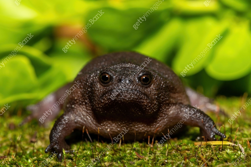 Plain rain frog (Breviceps fuscus), also known as a black rain frog or ...