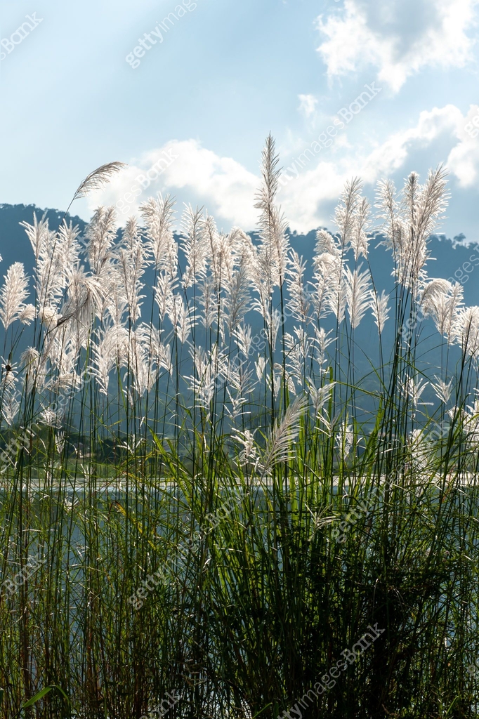 Flower Reeds Bloomnet A lake with reed flowers is in bloom in summer. 이미지 (2190155893) - 게티이미지뱅크