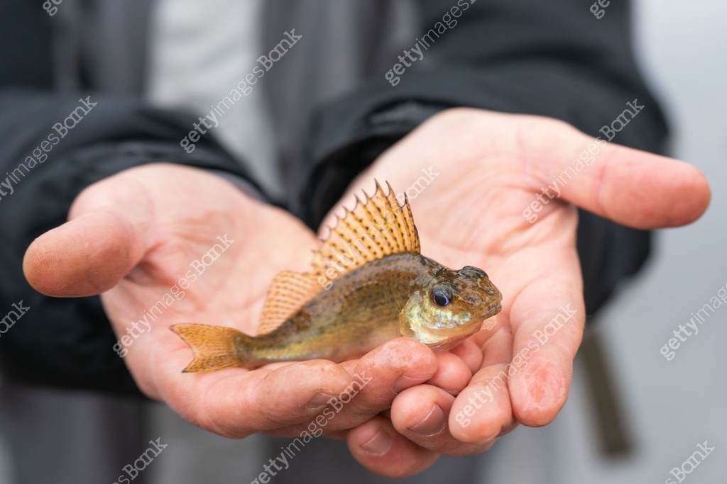 A ruff fish lies on the palm of a fisherman 이미지 (2192658726) - 게티이미지뱅크