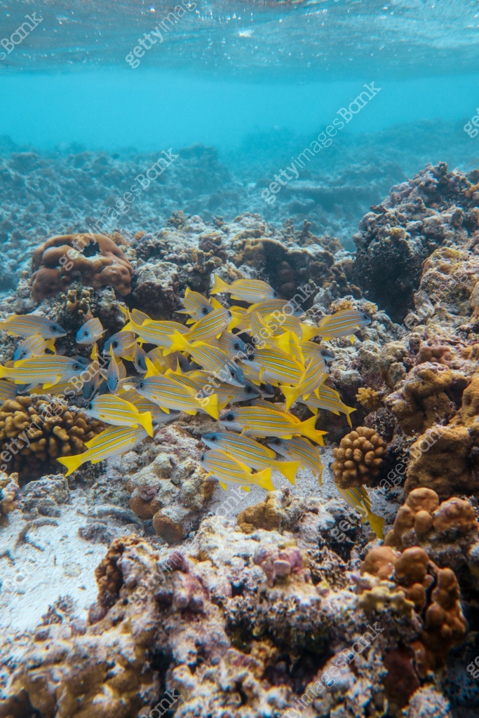 Blue stripe snapper tropical fish swimming in coral reef in Maldives ...