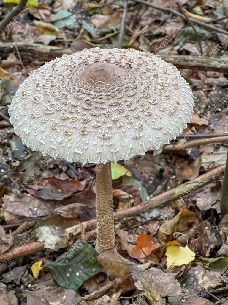 Edible Mushroom Macrolepiota Procera Scop Singer Growing Among Edible Mushroom Macrolepiota Procera Scop Singer Growing Among