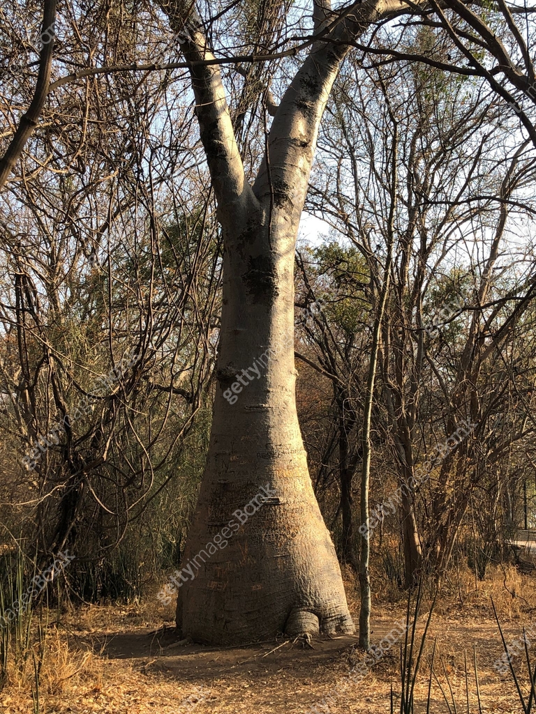 A nice baobab tree in the nature, in Victoria Falls, in Zimbabwe 이미지 ...