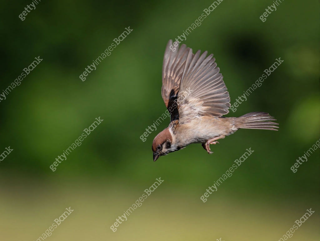 bird sparrow flying in spring garden soaring into the sky spreading ...