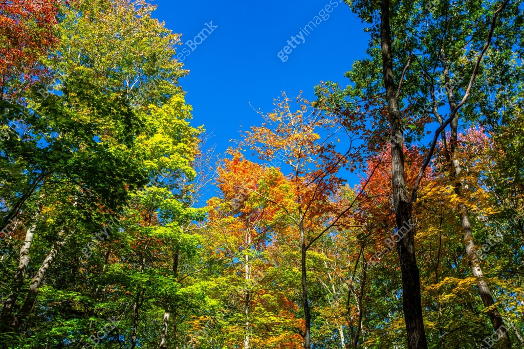 Colorful Wi Colorful Wisconsin forest with blue sky in early October 이미지 ...