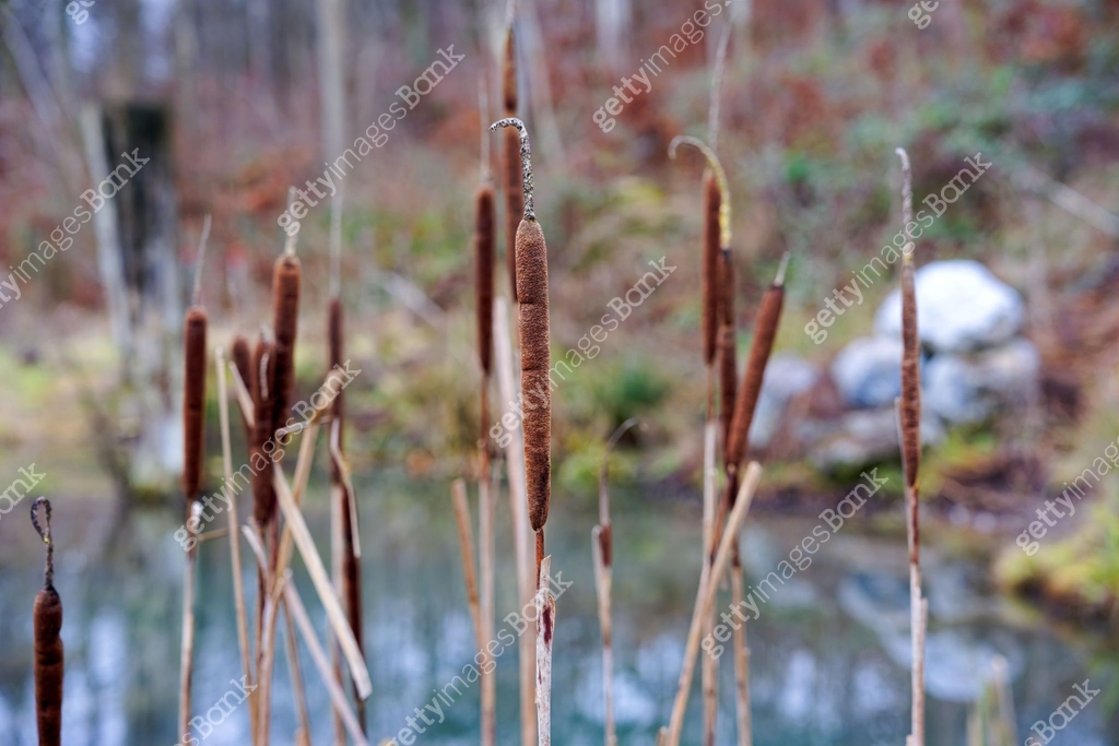Scenic view of reed plants at pond in the forest on a winter evening ...