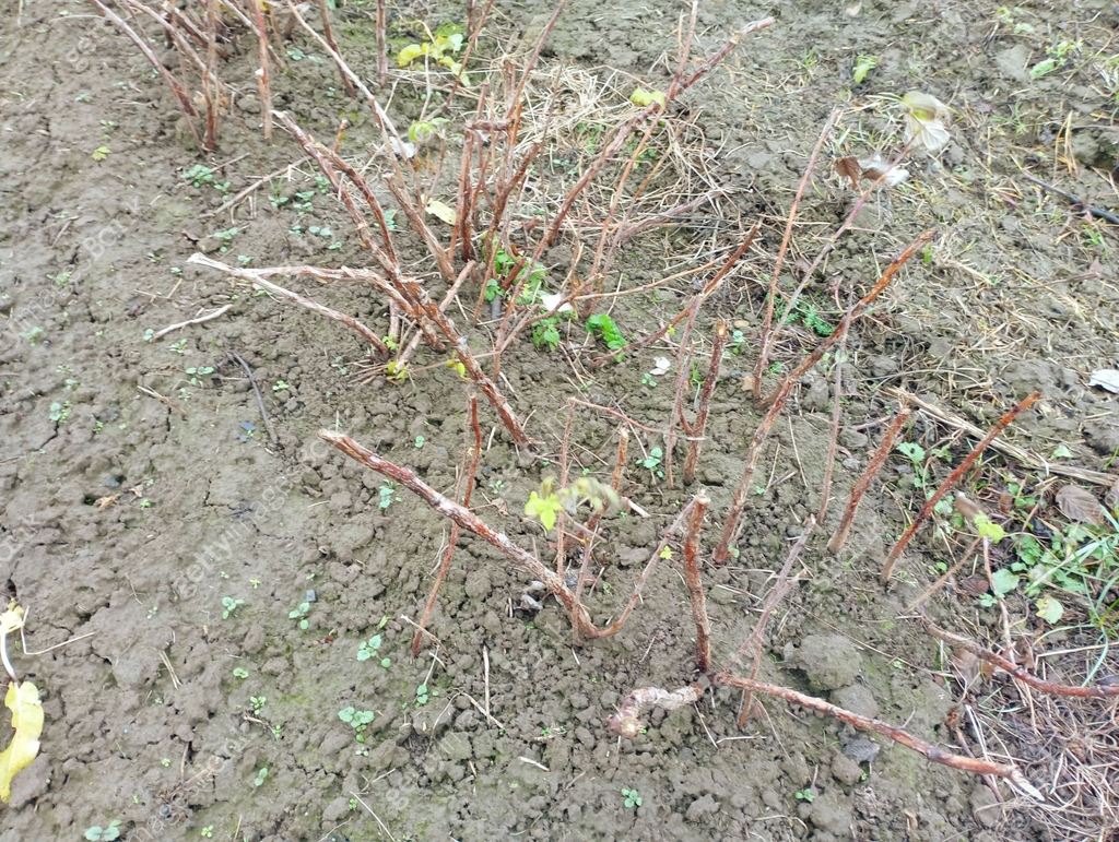 Pruned raspberry bushes in the field for the winter. Caring for red ...