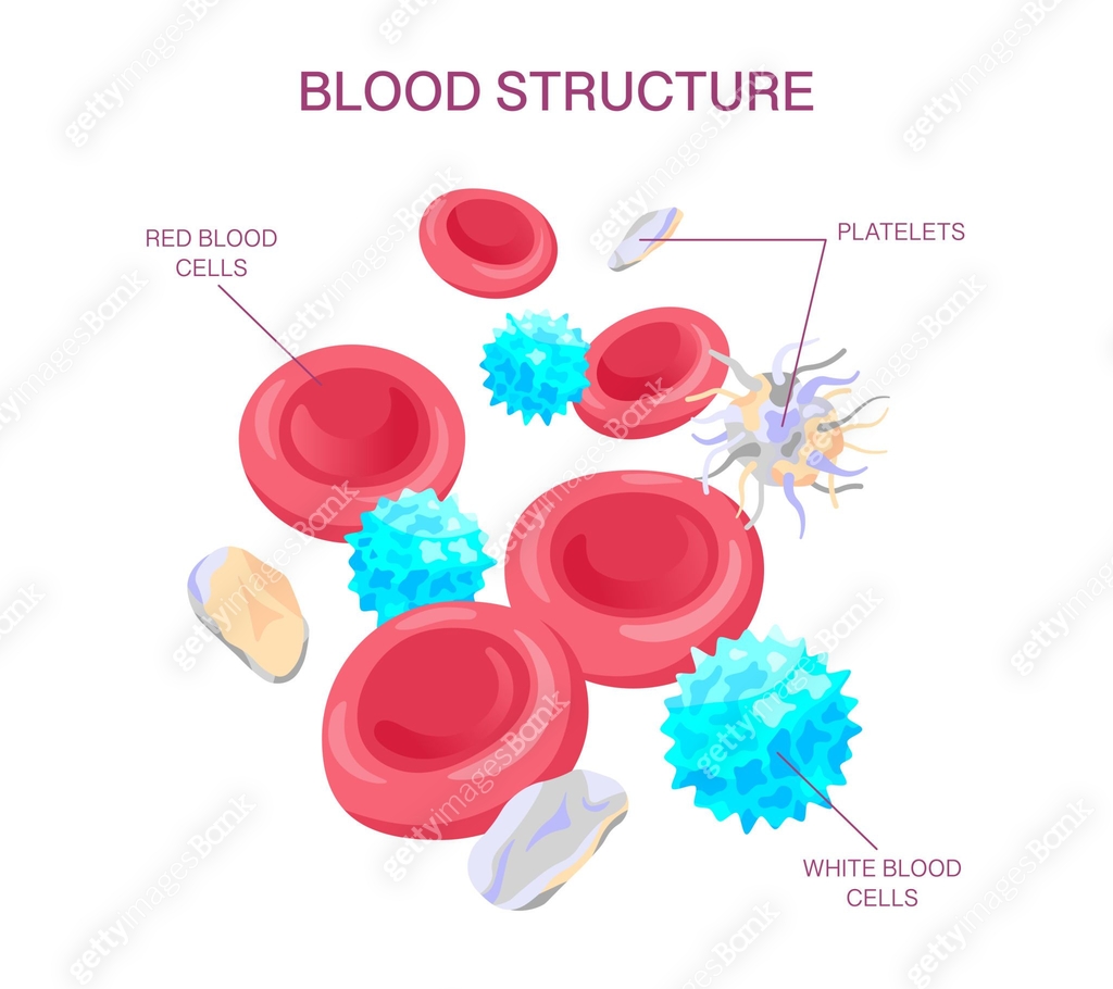 Blood Structure. Detailed Blood Structure Diagram. Vector medical ...