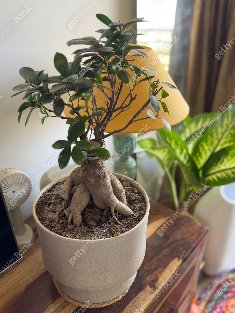 Image Of Indoor Dwarf Fig Tree Ficus Microcarpa Ginseng Bonsai Big image-of-indoor-dwarf-fig-tree-ficus-microcarpa-ginseng-bonsai-big