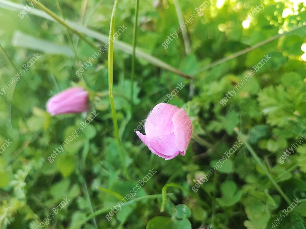 Spring April May SPRING The spring season experienced in April and May is the month when ...