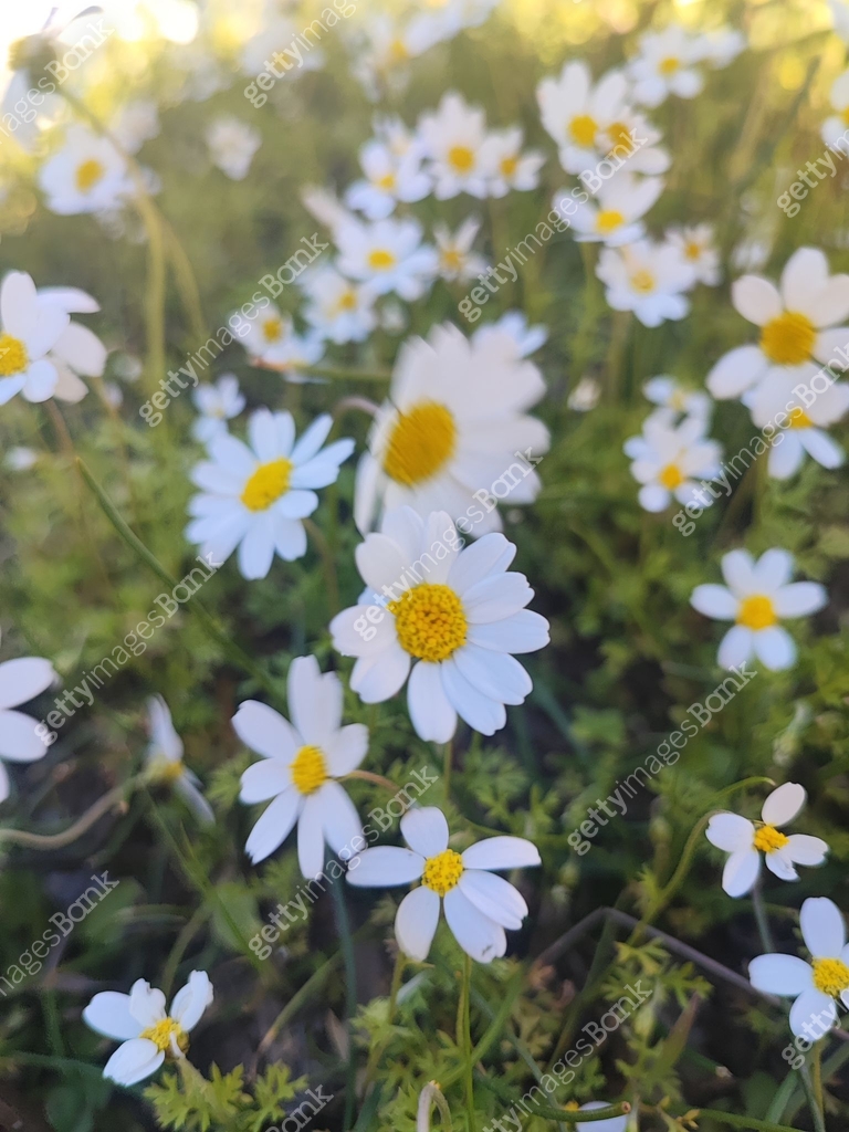 Spring April May SPRING The spring season experienced in April and May is the month when ...