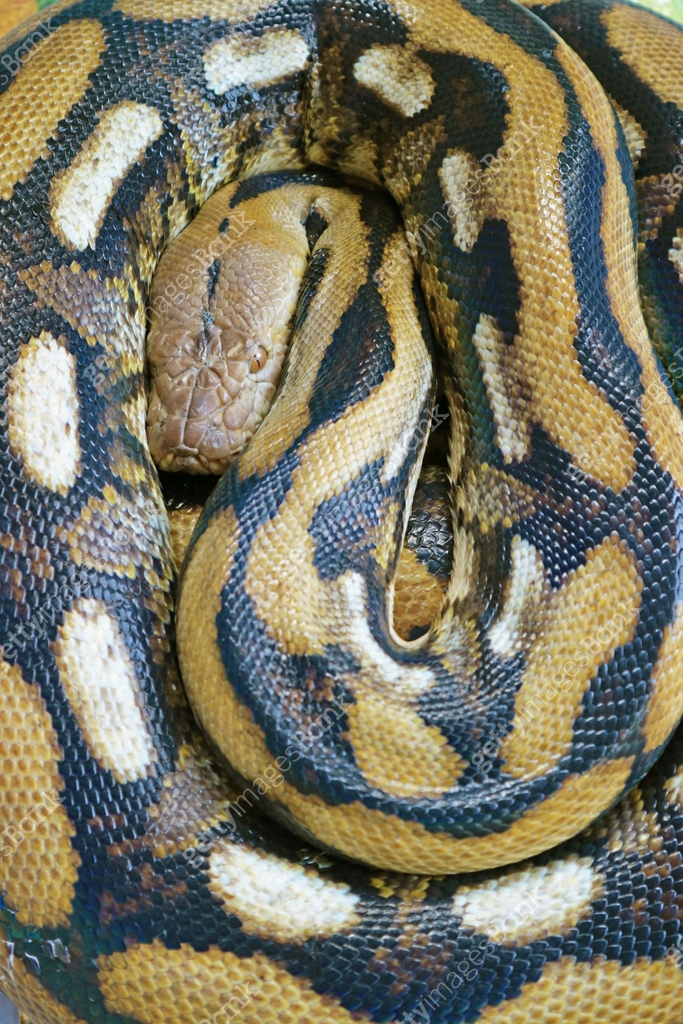 Closeup of Ball Python (Python Regius) tends to curl into a ball shape ...