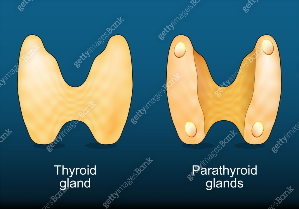Thyroid gland and Parathyroid glands 이미지 (2201273975) 일러스트, 무료 일러스트 ...