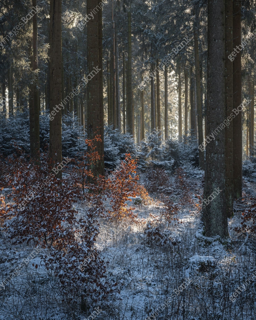 Winter forest with sunlight and frosted trees 이미지 (2201474924) - 게티이미지뱅크