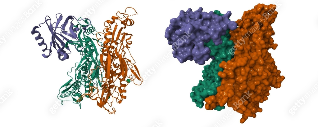 Human Complement Pool Crystal structure of human complement component C8 이미지 (2199392282 ...