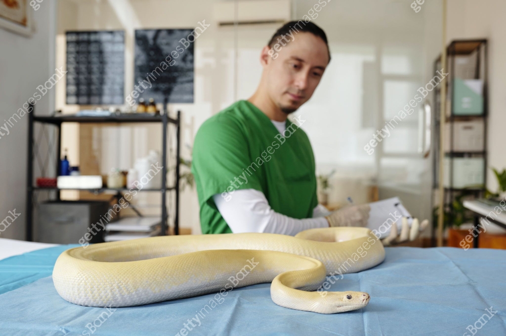Examining Albino Python in Veterinary Clinic Setting 이미지 (2196693163 ...