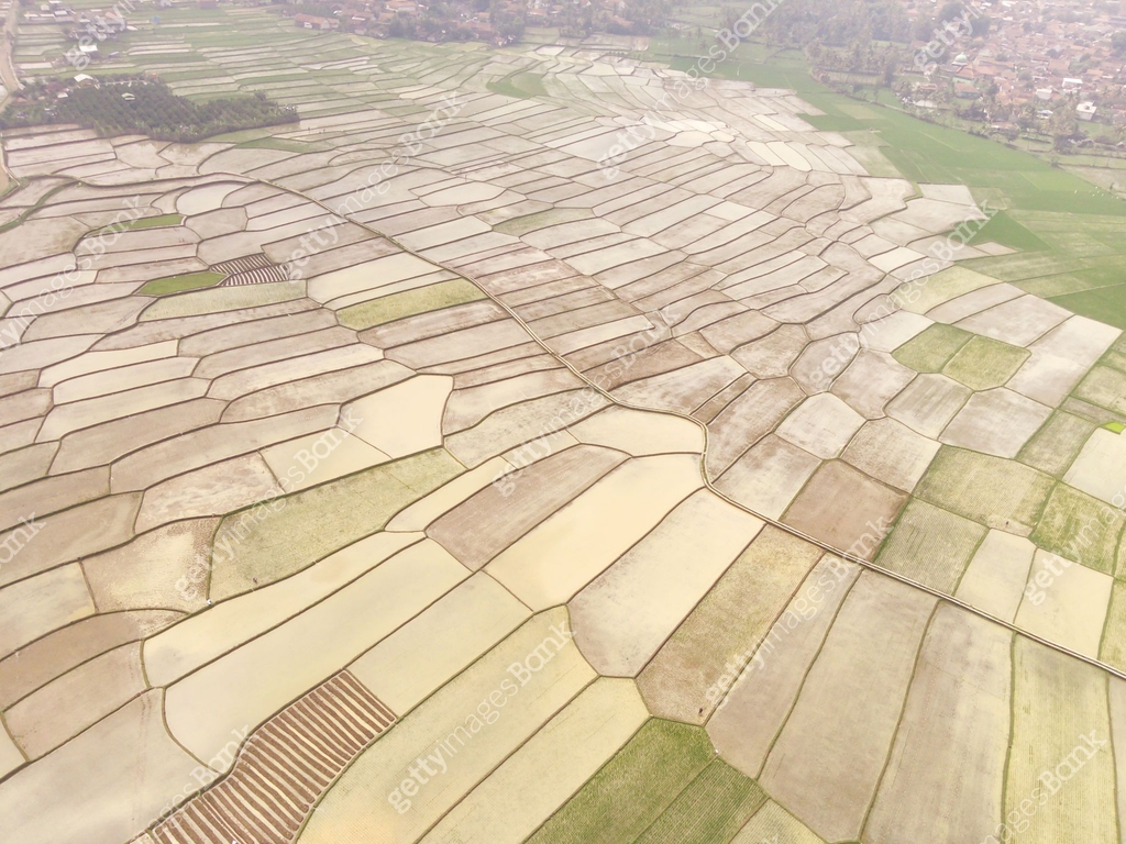 Empty rice fields photographed from above 이미지 (2199893797) - 게티이미지뱅크