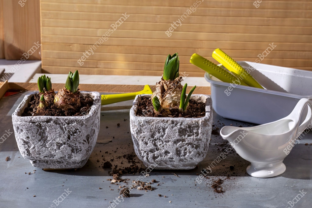 Planting hyacinth bulbs in DIY ceramic flower pots. Focus Stacking. 이미지