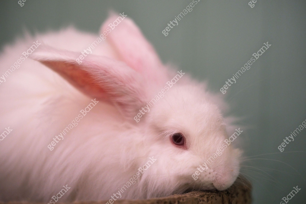 Angora rabbit pet animal close up 이미지 (2202444534) - 게티이미지뱅크