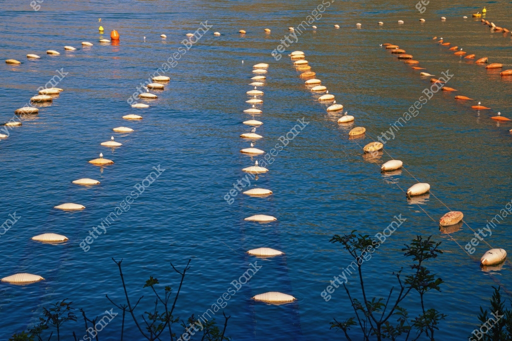 Mussel farm. Growing mussels, rope culture. Montenegro, Adriatic Sea ...