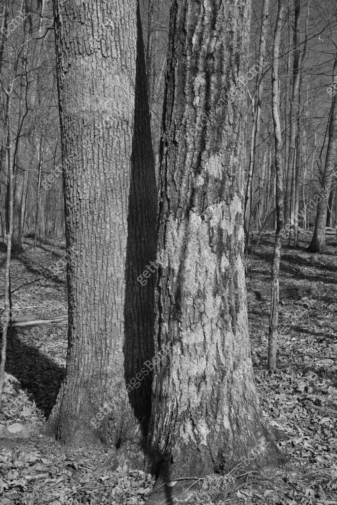 White and red oaks growing very closely in the forest, with overlapping ...