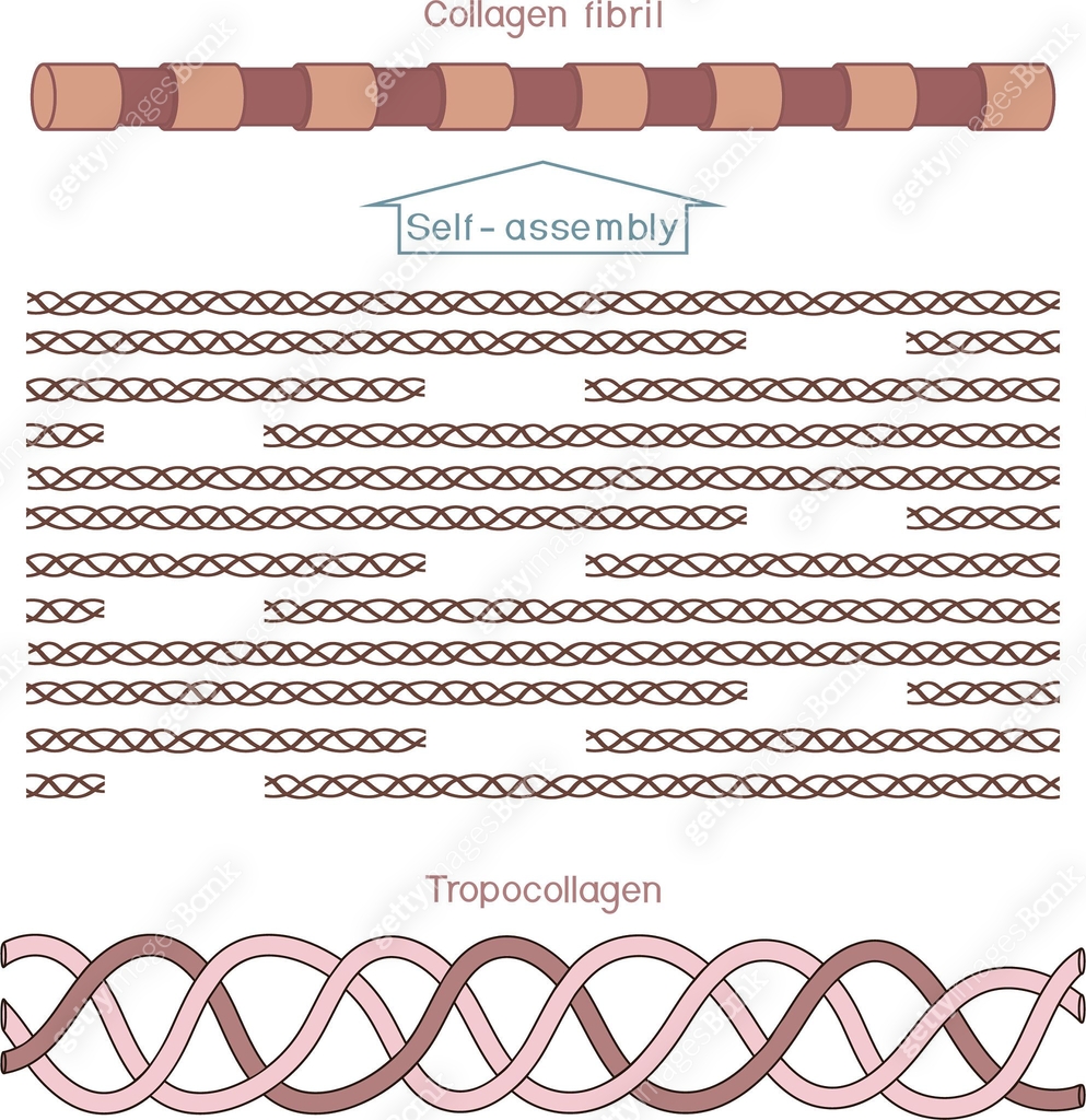 Scheme of collagen biosynthesis from collagen molecule to fibril for ...