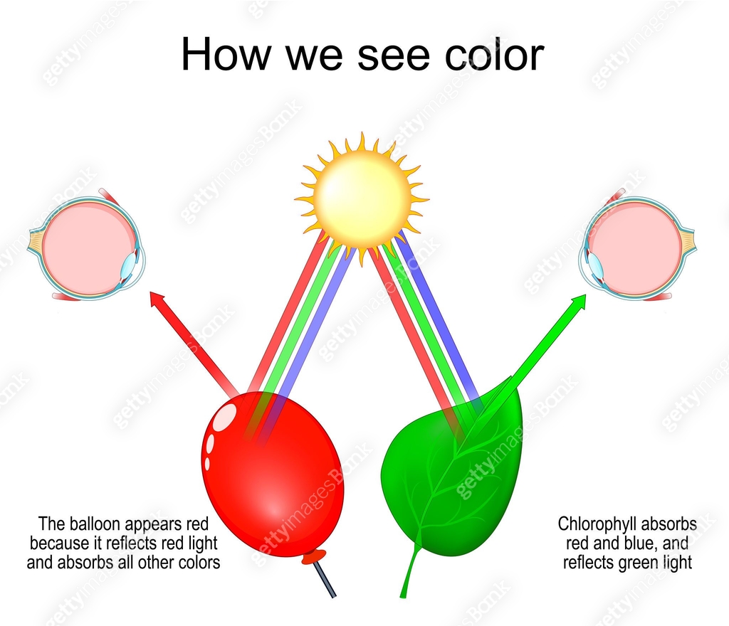 Light Perception Color Differences Examples How we see color. Light, Reflection, and Color Perception. Science of ...