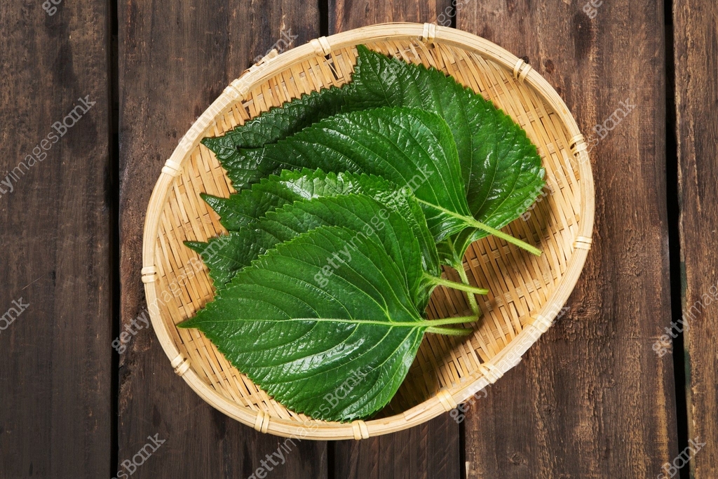 깻잎 이미지 (a11203484) - 게티이미지뱅크