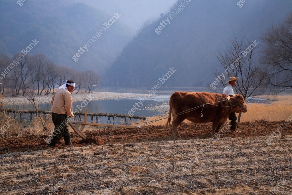 풍경,전경,실외,농촌,농업,논밭,밭,사람,농부,소,한우,가축,쟁기질,밭갈이,영월군,강원도,국내여행,한국, 이미지 ...