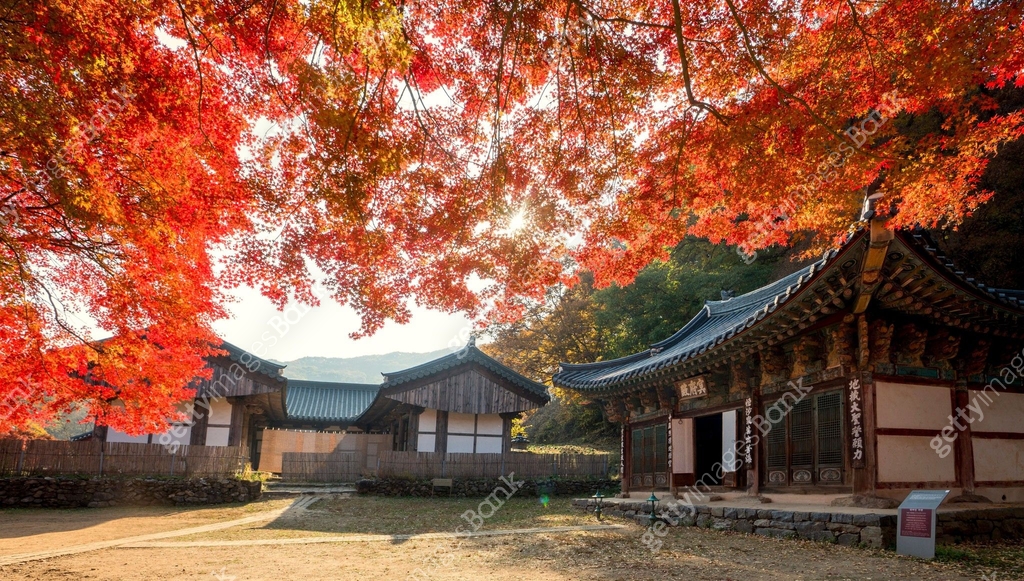 단풍나무,단풍,식물,나무,나뭇잎,잎,빨강,가을,명부전,전각,마곡사,건축,건물,절,사찰,종교,불교,기와집,한옥,풍경,전경,실외 ...
