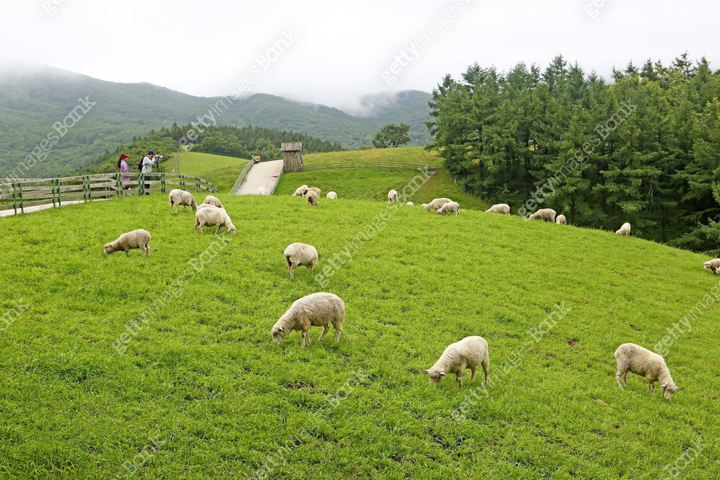 양,양떼목장,목장,풍경,전경,실외,산,나무,숲,농촌,축산업,대관령,평창군,강원도,국내여행,한국, 이미지 (a12216073 ...