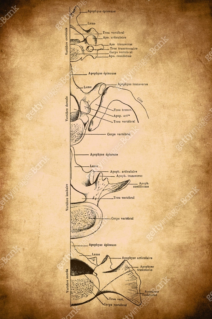 Scheme for understanding homologies in vertebrae in all regions of the ...