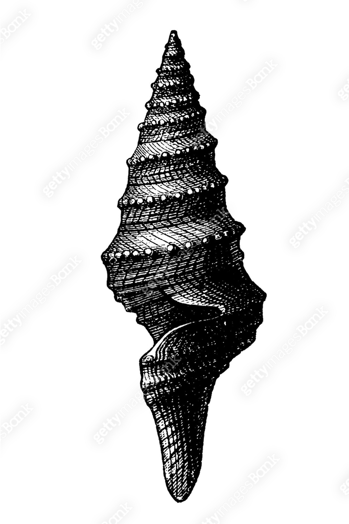 Tertiary era Pleurotoma fenestrata fossil, elating to or denoting the ...