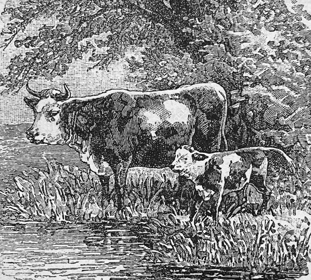 Cow and offspring at the water 이미지 (1329552828) 일러스트, 무료 일러스트 - 게티이미지뱅크